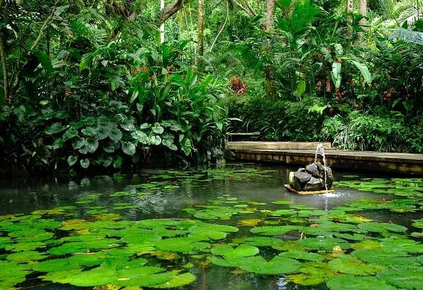 Peru|Amazon Rainforest