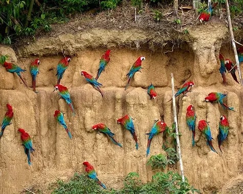 Peru|Amazon Rainforest
