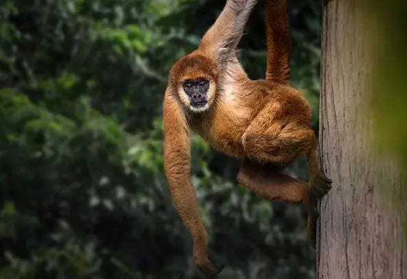 Peru|Amazon Rainforest
