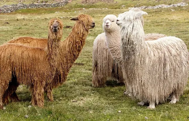 peru-info-lamas