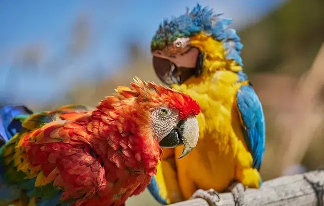 peru-info-wildlife